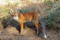 Vulpes vulpes